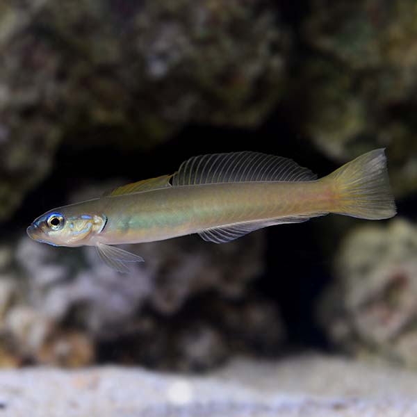 Green Silk Gudgeon Dartfish Green Silk Gudgeon Dartfish